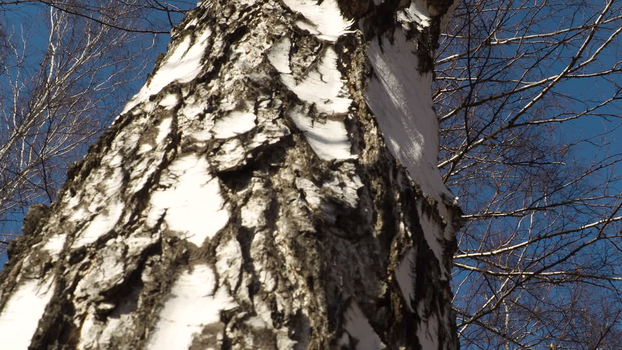 Close-up of a Birch Tree Trunk