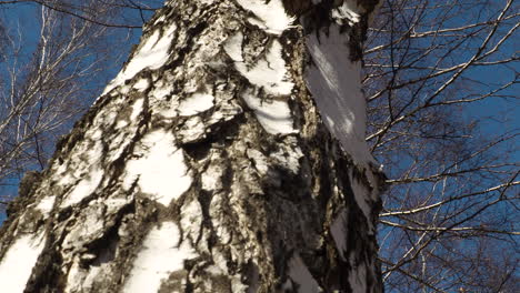 close-up of a birch tree trunk