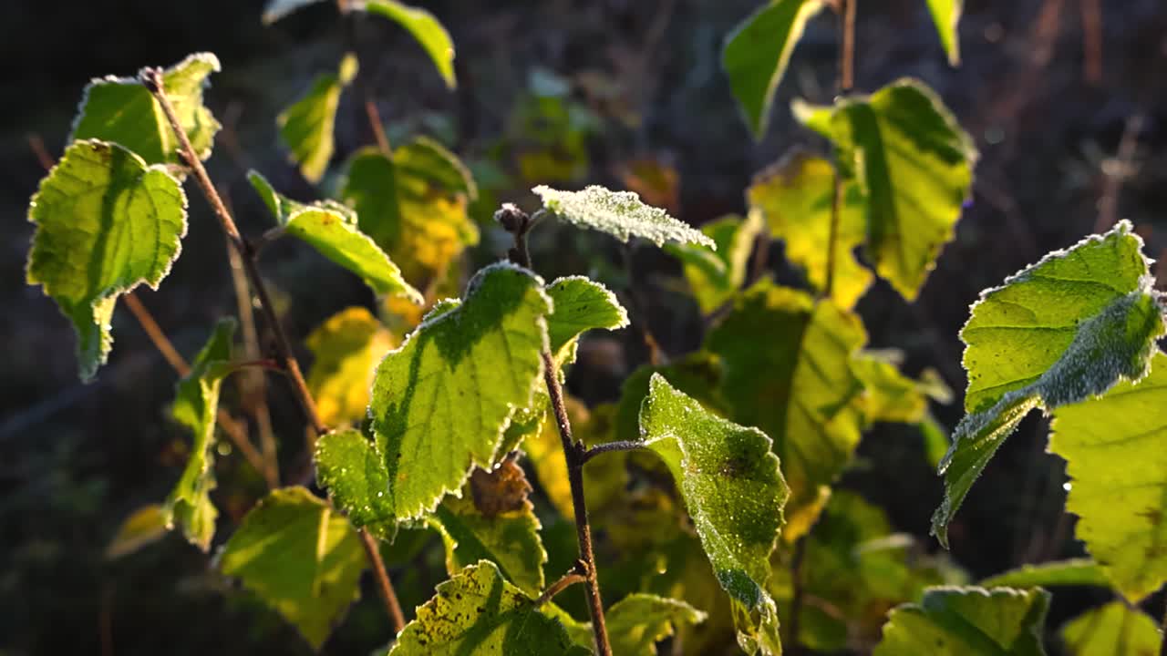 Close up view of frozen frosty and white ice covered green and yellow birch tree leaves in morning sunlight sunshine during autumn day with bokeh blurry background. Shallow depth of field