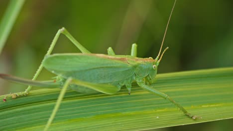 camouflaged green grasshopper sits on green plant leaf