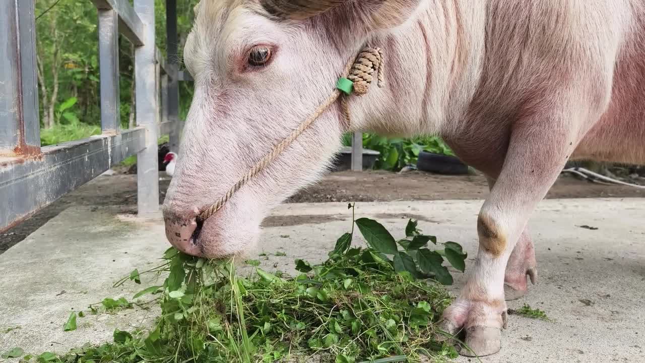 물 버팔로 (white water buffalo) 는 풀을 먹는다.