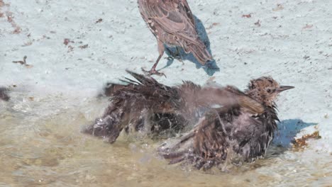 el estornino escapa del calor y nada en un estanque. estornino común (sturnus vulgaris), también conocido como estornino europeo en américa del norte.