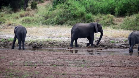 Vista-Estática-Del-Elefante-Africano-Macho-Salvaje-Cavando-En-El-Barro-Con-Su-Pata-Delantera