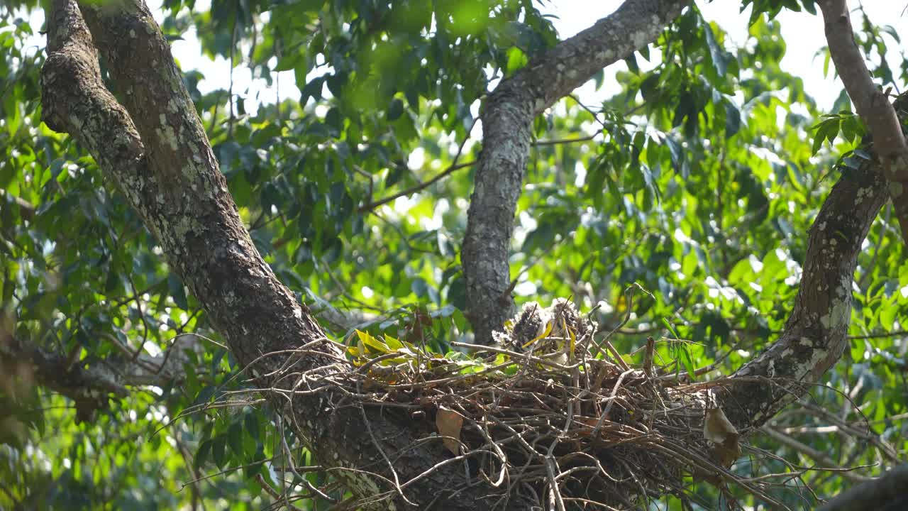 joven águila halcón cambiante de pie en el nido en el árbol con el viento soplando