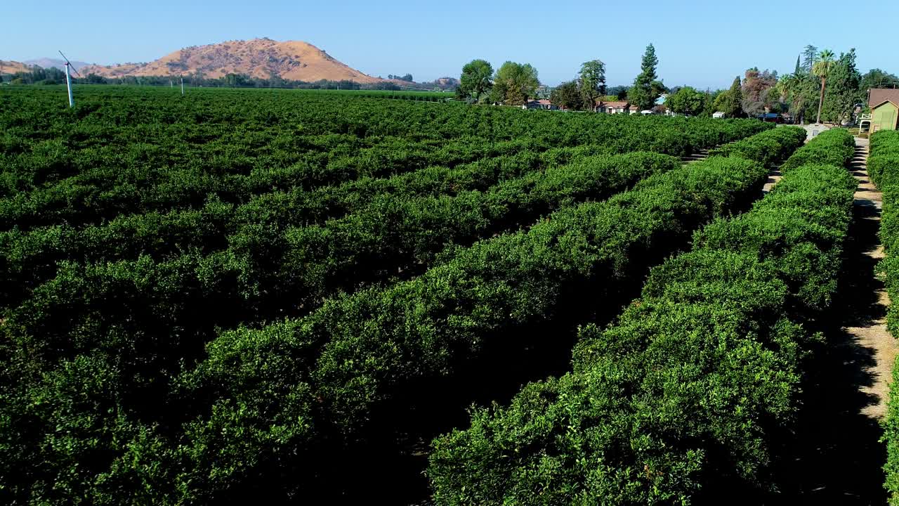 imágenes de 4k de un avión no tripulado sobre un bosque de limones encontrado en una pequeña ciudad