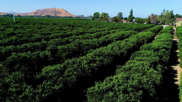 4k footage of a drone panning over a lemon grove found in a small town