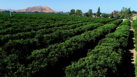 4k-footage-of-a-drone-panning-over-a-lemon-grove-found-in-a-small-town