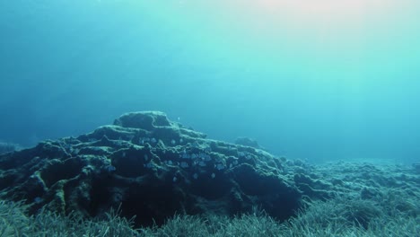 Escuela-De-Peces-Nadando-Bajo-El-Agua-Justo-Encima-De-Los-Arrecifes-De-Coral-En-Cefalonia,-Grecia