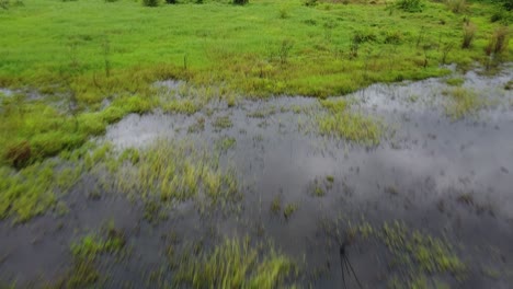 swamps and puddles on the edge of a tropical forest