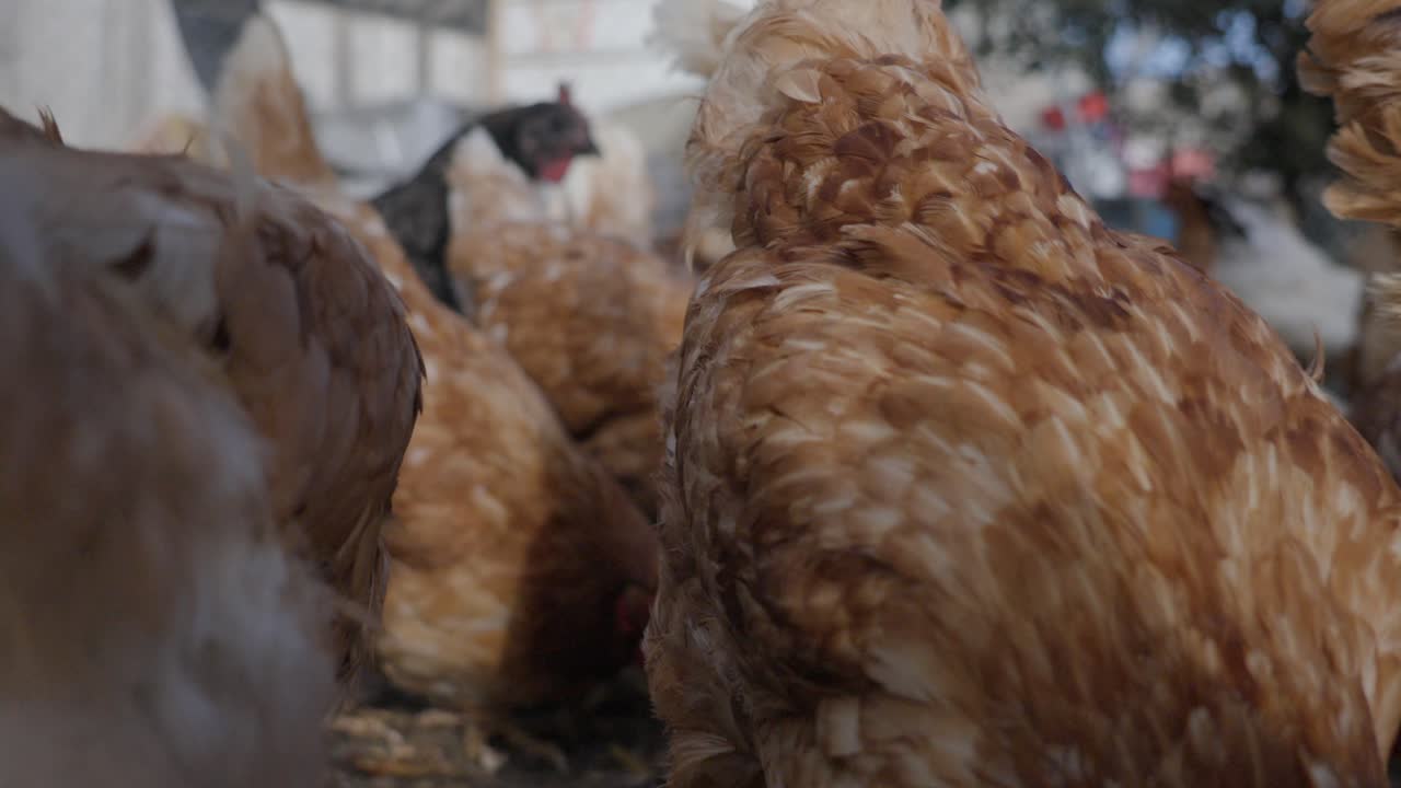 Close-up of a group of chickens pecking at food on the ground in a ranch