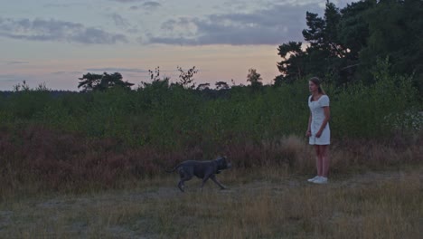 mujer joven en el campo llamando a american stafford terrier a ella