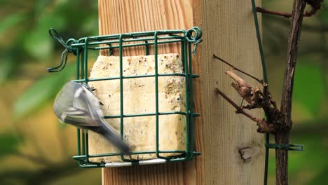 Schwarzmeisenvögel-Wechseln-Sich-Ab-Und-Ernähren-Sich-Gemeinsam-Von-Einem-Block-Aus-Sameninduziertem-Fett-Mit-Unscharfem-Gartenlaub-Im-Hintergrund