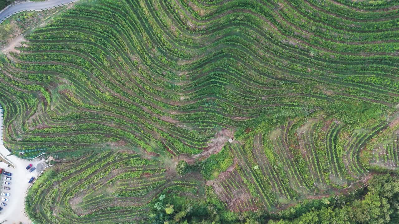 volando por encima de una plantación de viñedos verdes en la escarpada ladera de la colina, albania