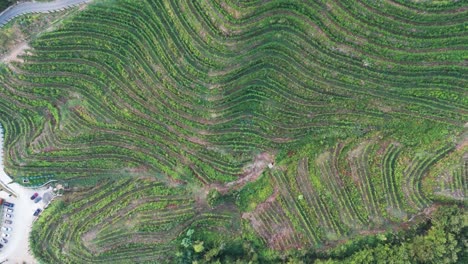 Volando-Sobre-Plantaciones-De-Viñedos-Verdes-En-Tierras-Escarpadas-De-Ladera,-Albania