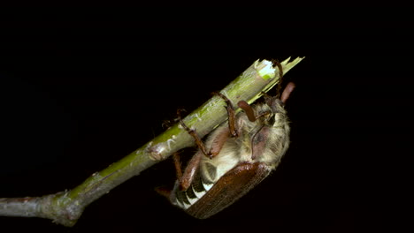 close up shot of a female cockchafer hanging from a broken twig of an oak tree