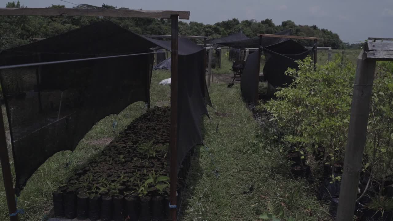 Gaze upon the idyllic scene of lush plantations stretching out beside a peaceful forest, creating a harmonious balance between nature and agriculture.