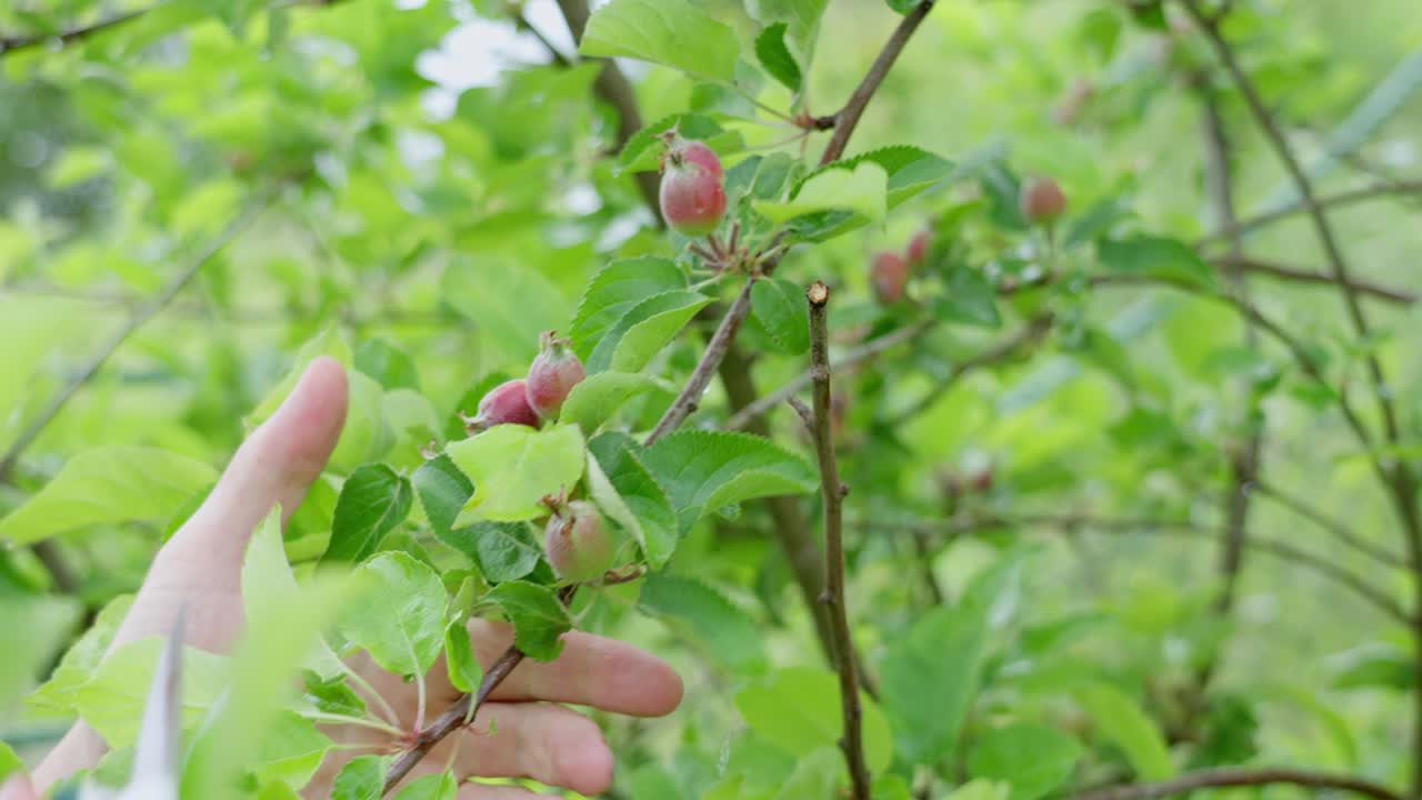 Primo piano di una mano che pota un melo con un potatore, rimuovendo piccole mele in un rigoglioso giardino verde