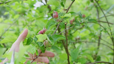 Closeup of hand pruning apple tree with cutter, removing small apples in a lush green garden