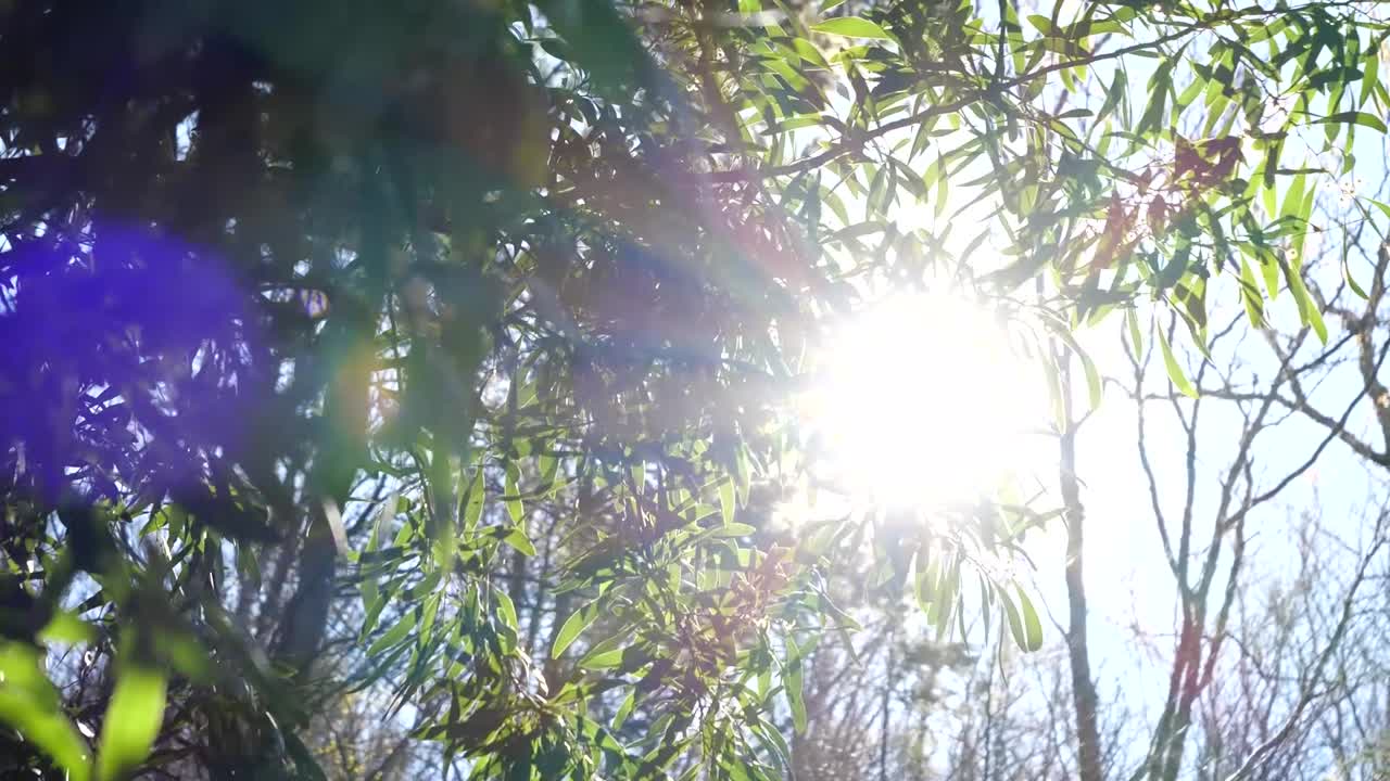outdoors treetops with sun rays