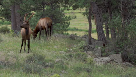 alce comiendo hierba en el bosque