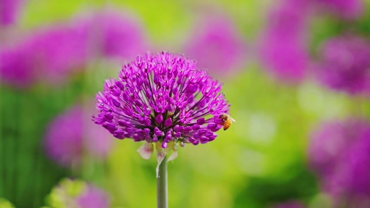 Rekaman statis bunga allium berwarna ungu cerah dengan latar buram hijau lembut dan nuansa ketenangan musim semi.