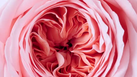 beautiful pink rose rotating on white background, macro shot. bud closeup. blooming pink rose flower open. holiday backdrop, valentine's day concept.