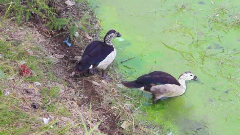 pair of comb duck in a lake near a lake shore i comb duck stock video