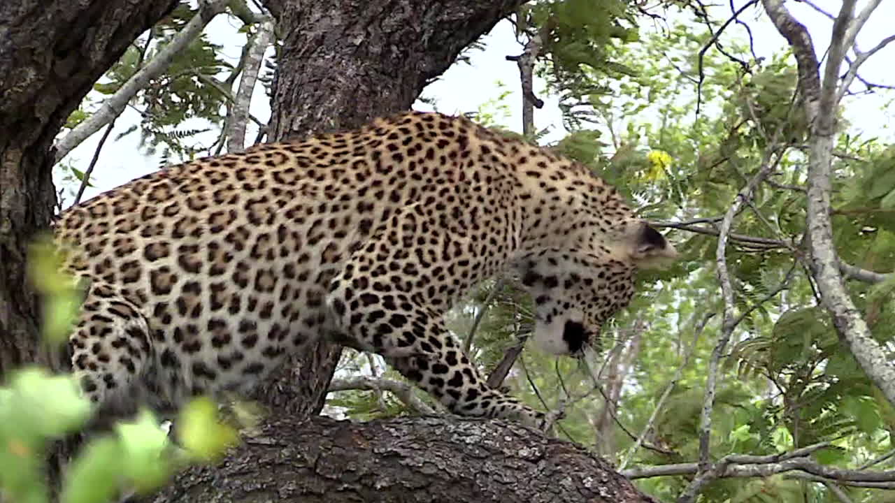 inclinación desde la hembra de leopardo en la rama de un árbol hasta la hiena en el suelo en el gran parque nacional kruger en sudáfrica