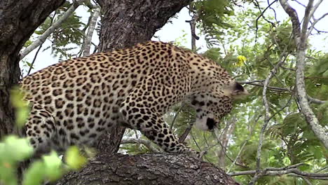 Tilt-from-female-leopard-on-tree-branch-down-to-hyena-on-the-ground-in-Greater-Kruger-National-Park-in-South-Africa