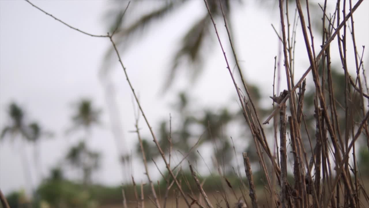 A close-up video of leafless branches of the birch tree with the trees in the background