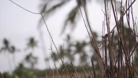 A-close-up-video-of-leafless-branches-of-the-birch-tree-with-the-trees-in-the-background