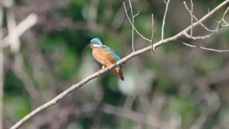 a close-up shot of a common kingfisher flying off a tree branch in a nature park in tokyo, japan