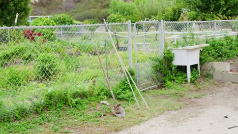 A-dirty-shovel-resting-against-a-fence-surrounded-by-a-garden-growing-fresh-herbs,-peppers,-and-other-lush-green-plants