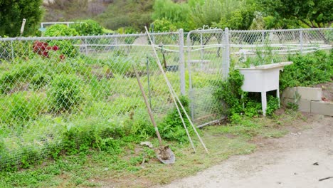 A dirty shovel resting against a fence surrounded by a garden growing fresh herbs, peppers, and other lush green plants