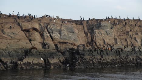 Panorámica-A-La-Derecha,-Un-Grupo-De-Lobos-Marinos-Y-Cormoranes-De-Magallanes-Descansando-En-Una-Isla-Rocosa