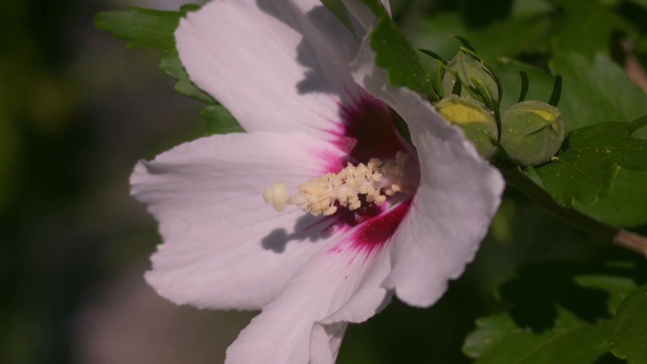 Dettaglio dello stame di un fiore di ibisco che mostra granuli di polline giallo e un nucleo floreale rosso scuro alla luce del giorno.