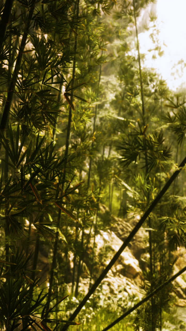 paisaje de bosque de bambú