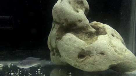 blue sumatra fish with white rock on a black aquarium