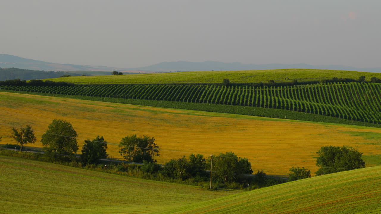 Hilly landscape with vineyards during a sunny day field of meadows and power poles