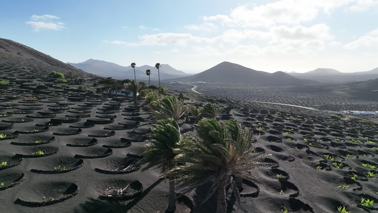 Viticoltura speciale nella regione vulcanica di Lanzarote - Isole Canarie.