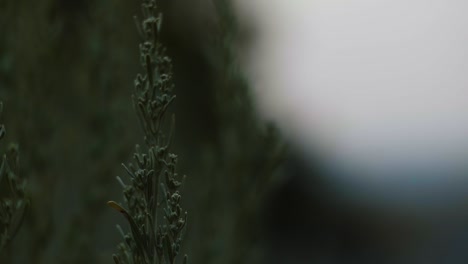 close up of a piece of a green sage bush in the mountains during summer