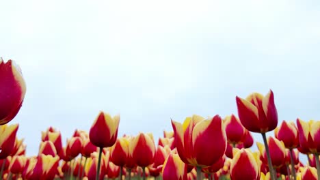 darwin hybrid tulips on a windy day in spring in netherlands