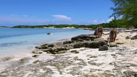 video estático de 2 cerdos en la isla de los cerdos en exuma en las bahamas