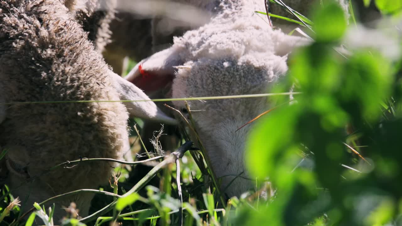 여름에 초록색 울창한 잔디를 먹는 양의 극단적인 근접 관점. pov.