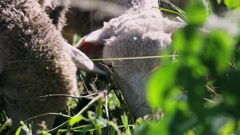 extreme close up point of view of sheep grazing on green lush grass in summer. pov.