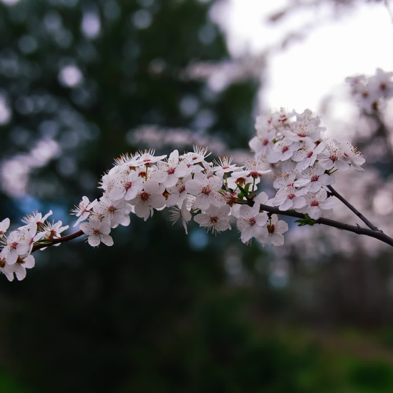 Cherry branch with flowers in spring bloom. Beautiful tree branch with cherry blossoms. Lovely white flowers on a tree. Blurred background