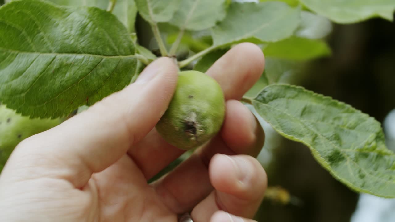 cerca de una manzana verde colgando de un árbol en un jardín.