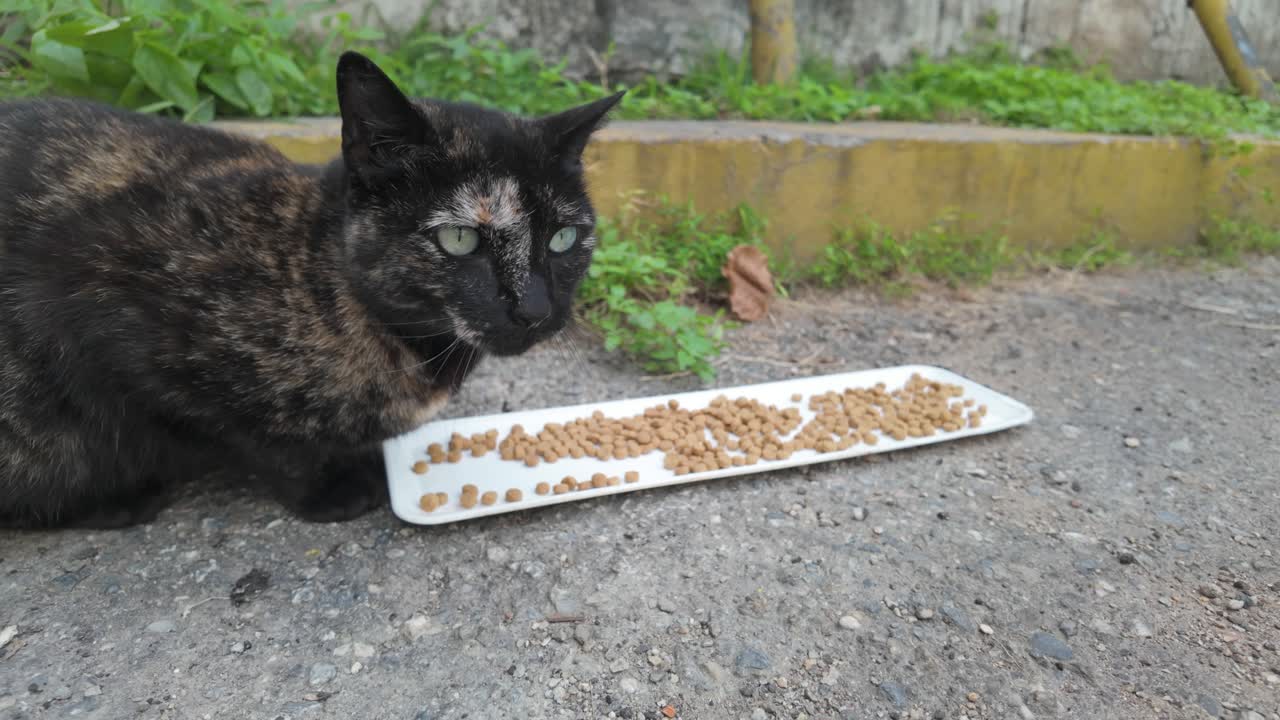 Einsame getigerte Katze frisst Futter in einer städtischen Gasse