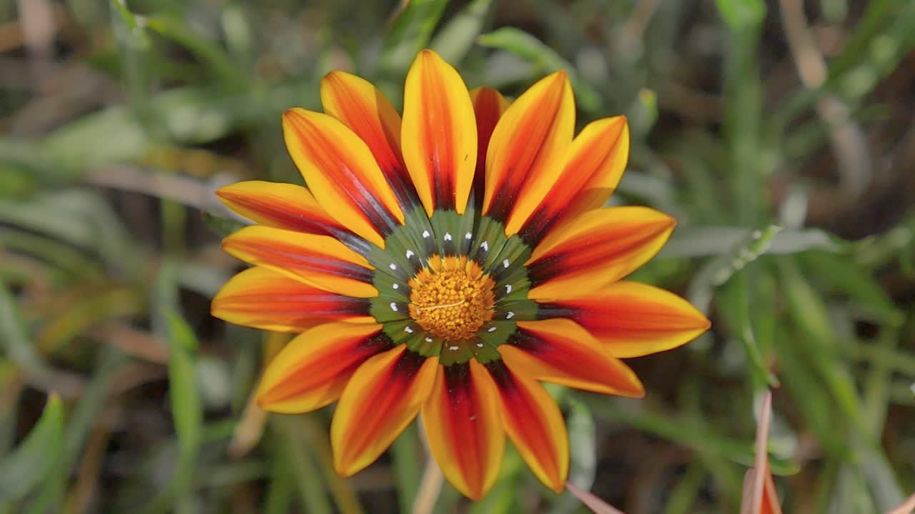 Orange and yellow petals on flower