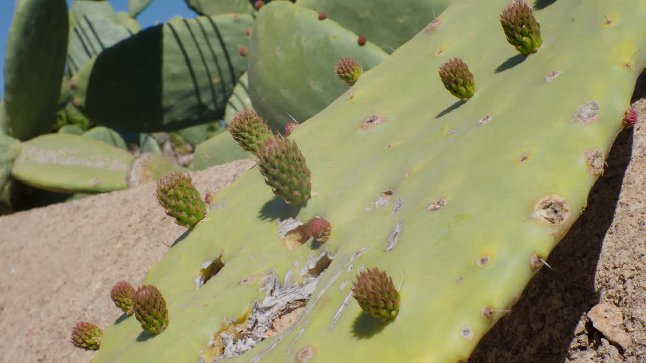 A cactus leaf hosting a cluster of tiny cacti, showcasing a fascinating aspect of this resilient plant's lifecycle